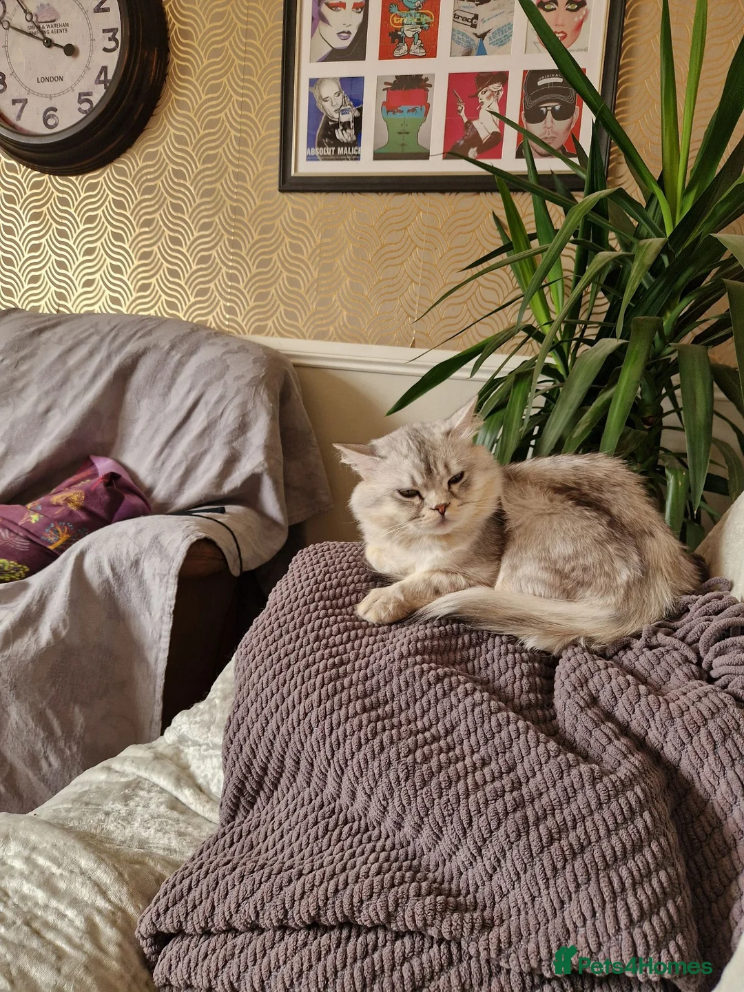 Scottish Fold cats for sale: Stunning Scottish fold straight kitten - Advert 11