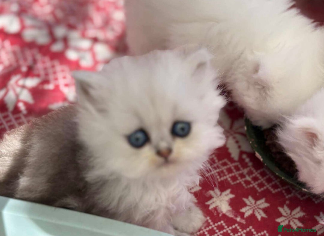 Persian cats for sale: Pure chinchilla doll face Persian kittens - Image 6