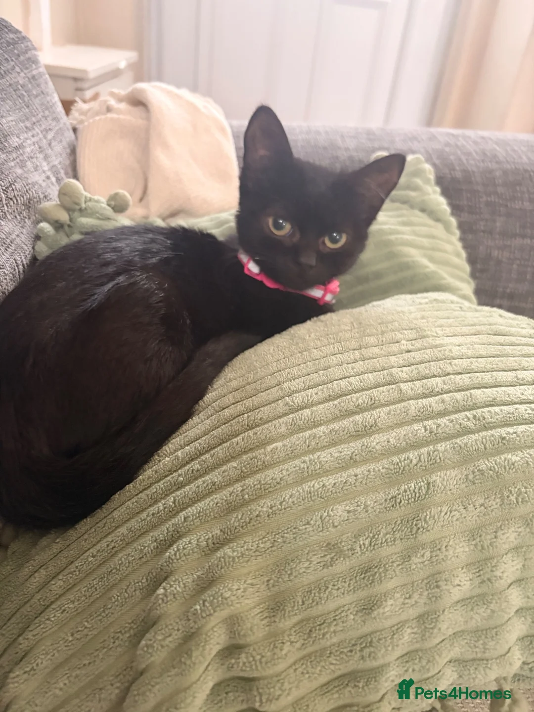 Domestic Shorthair cats for sale: Larnie - Cat for Rehome  in Birkenhead - Advert 2