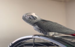 Parrots birds for sale: 12w Hand reared Congo African grey parrot babies  - Advert 10