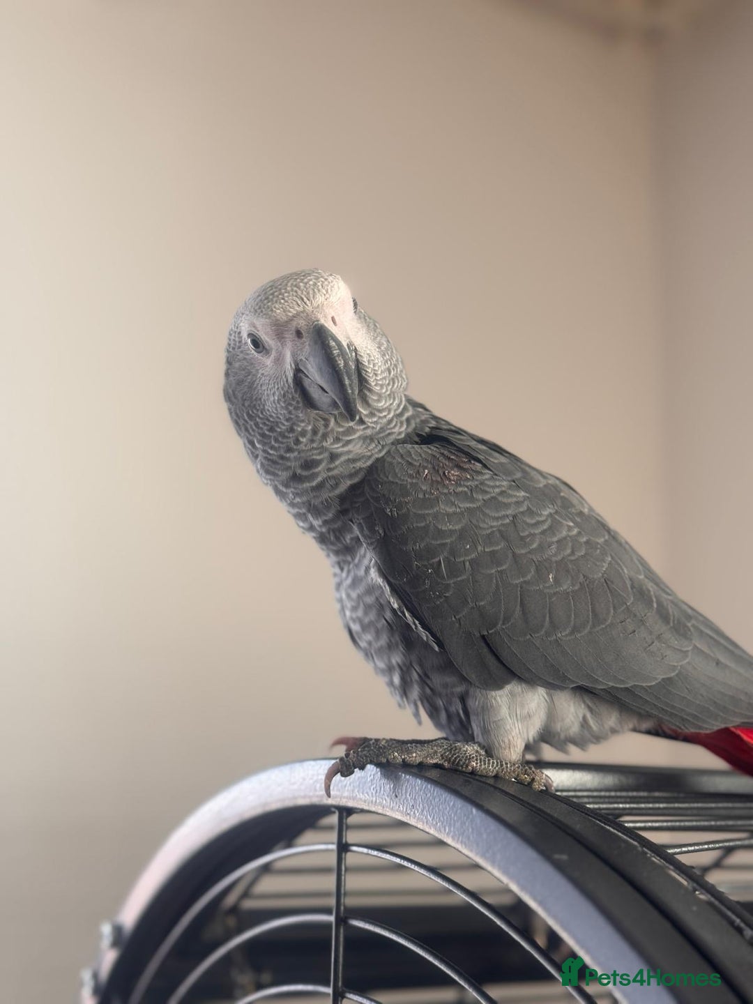 Parrots birds for sale: 12w Hand reared Congo African grey parrot babies  - Advert 10