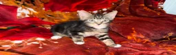 Mixed Breed cats for sale:  Kittens Looking for Loving Homes  - Advert 15