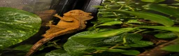 Gecko reptiles for sale: Crested Gecko  - Advert 3