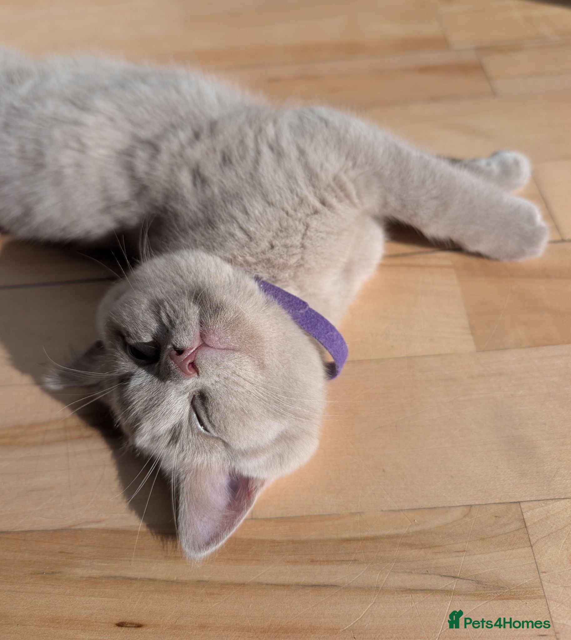 Selkirk Rex cats 😻 Stunning Selkirk Rex Kittens 😻 - Advert 1