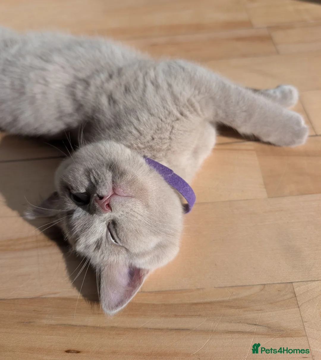Selkirk Rex cats for sale: 😻 Stunning Selkirk Rex Kittens 😻 - Advert 2
