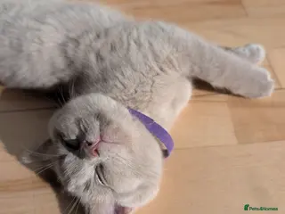 Selkirk Rex cats 😻 Stunning Selkirk Rex Kittens 😻 - Advert 1