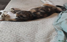 Mixed Breed cats for sale: 2 female kittens free to good home - Image 2