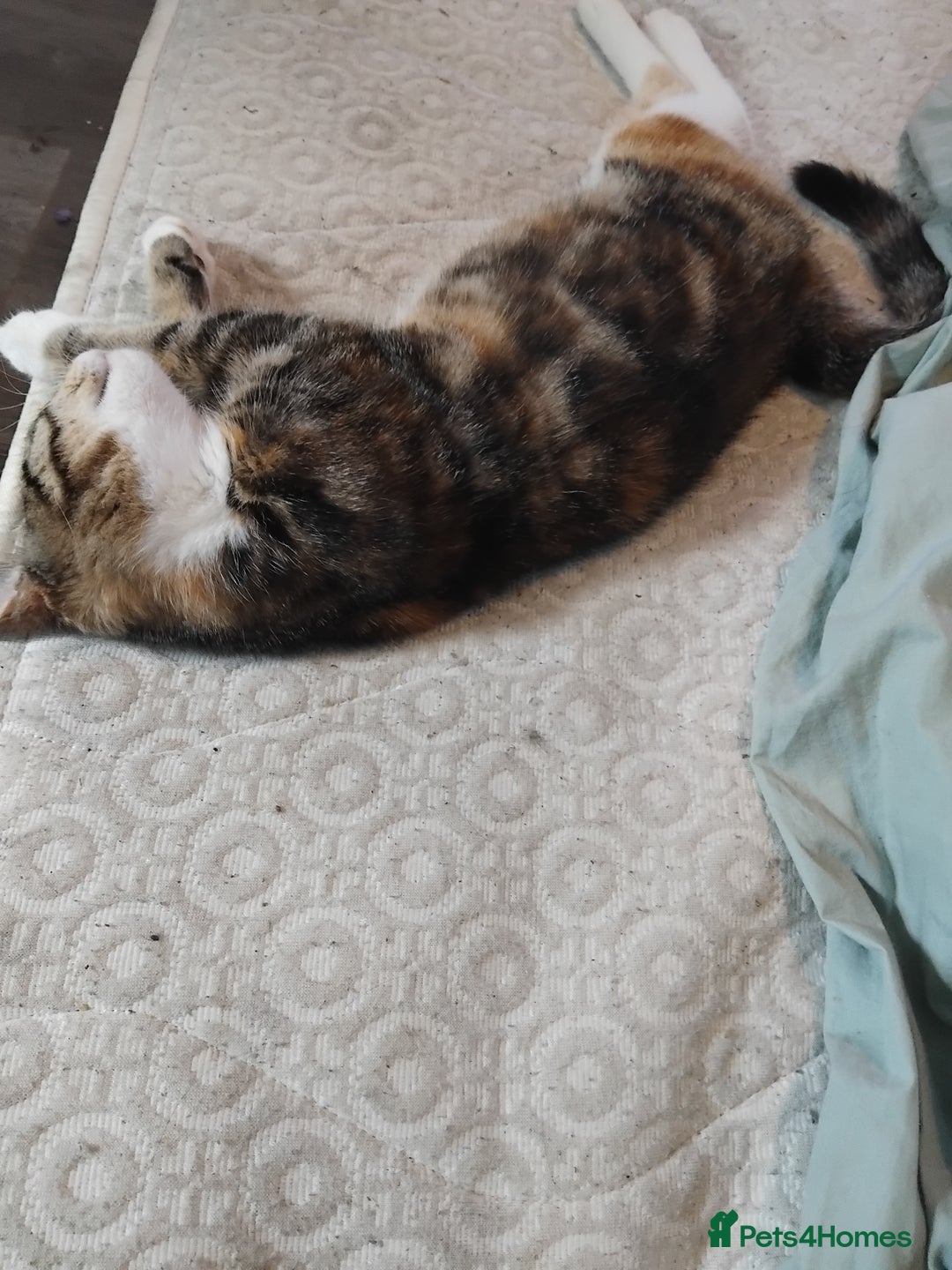 Mixed Breed cats for sale: 2 female kittens free to good home - Image 2
