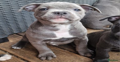 Staffordshire Bull Terrier dogs - Advert 1