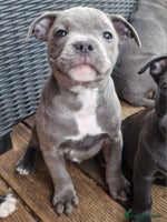 Staffordshire Bull Terrier dogs - Advert 1