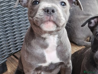 Staffordshire Bull Terrier dogs - Advert 2