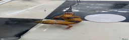 Leopard Gecko reptiles for sale: Mixed baby Leopard Geckos & 1 Black night - Advert 20