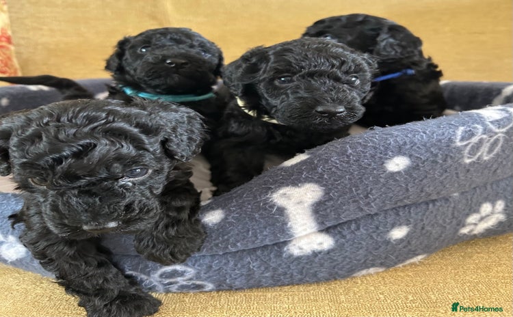 Miniature Poodle dogs - Advert 13