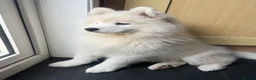 Samoyed dogs for sale: One Beautiful female Samoyed  - Advert 3