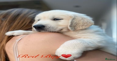 Golden Retriever dogs - Advert 3