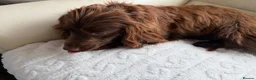 Cockapoo dogs for sale: Cockapoo FB1  - Advert 27