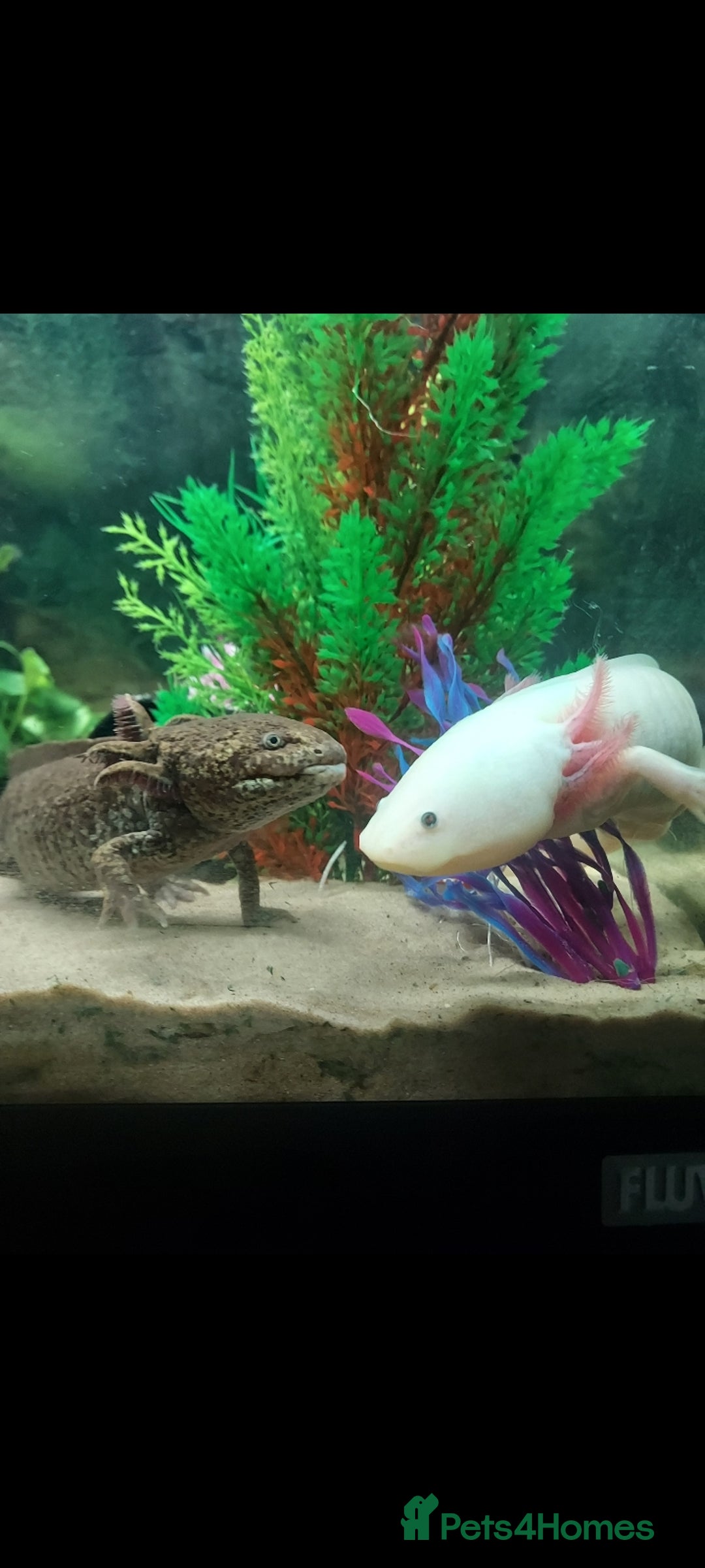 Axolotl reptiles for sale: Two healthy male axolotls, leucisistic and Wild - Advert 12