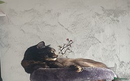 Mixed Breed cats for sale: Adorable kittens - Image 6
