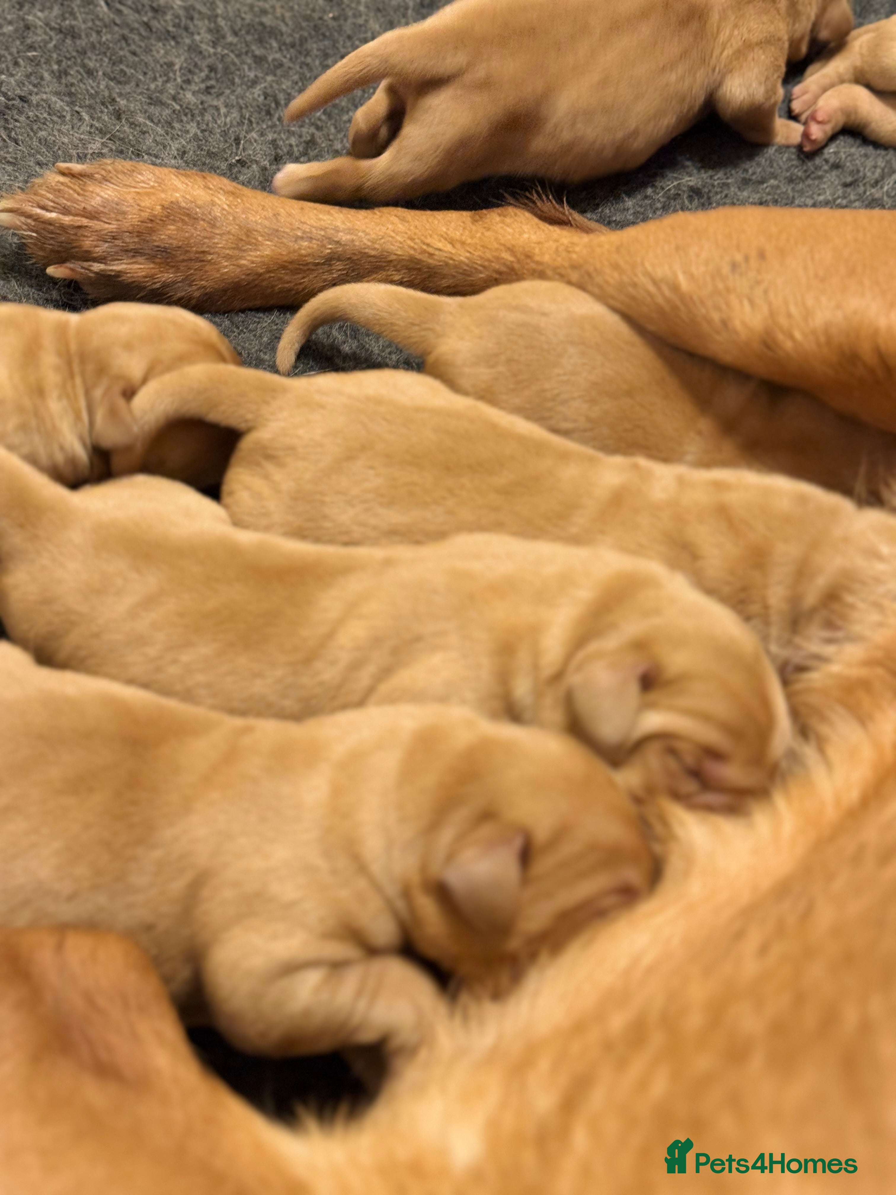 Labrador Retriever dogs Deep Red Labrador Puppies  - Advert 4