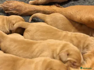 Labrador Retriever dogs Deep Red Labrador Puppies - Advert 4