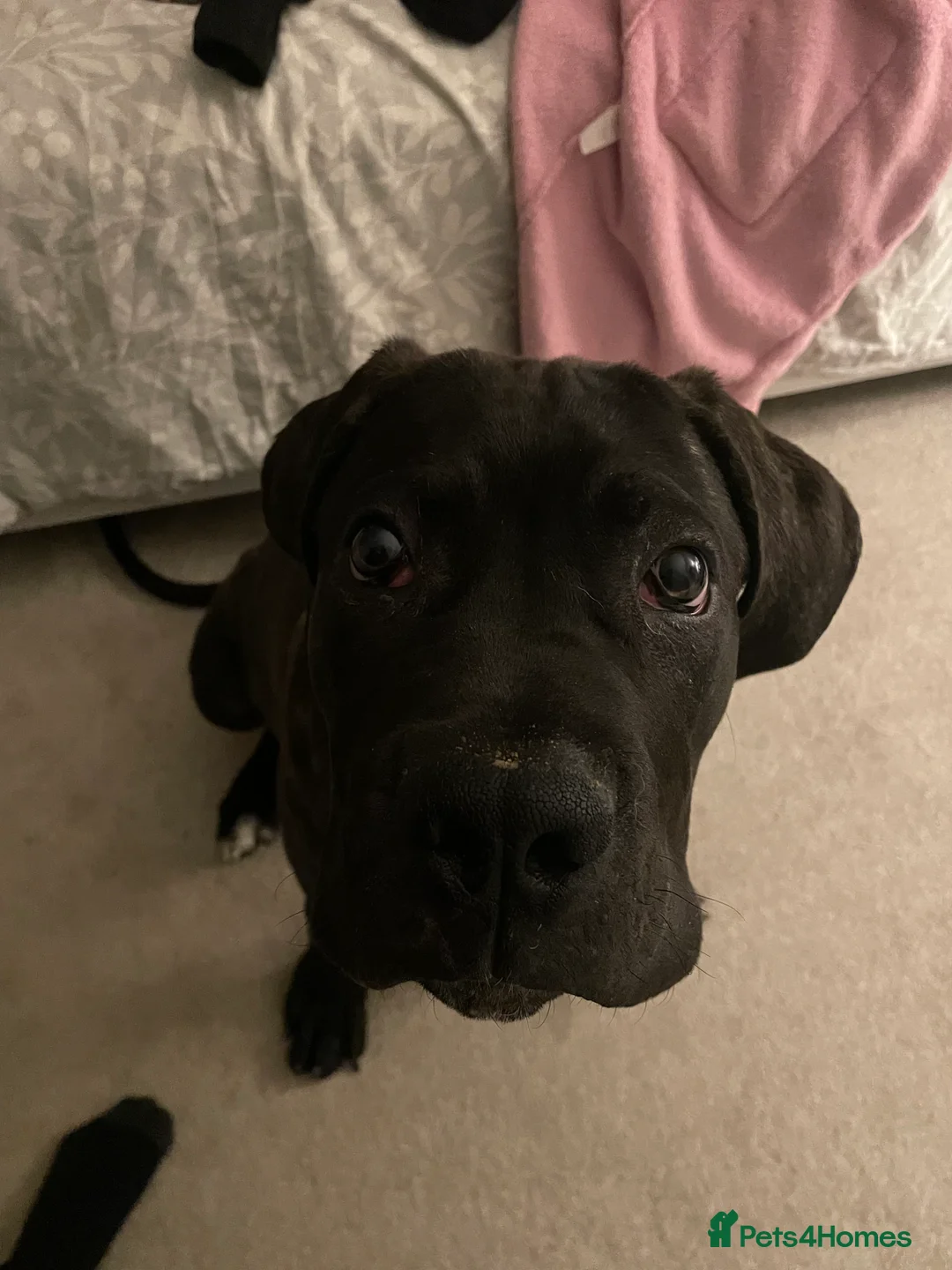 Cane Corso dogs for sale: 5 month old Cane Corso  - Advert 2