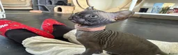 Sphynx cats for sale: Canadian x Elf Sphynx Kittens - Advert 6