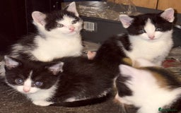 Mixed Breed cats for sale: Mixed kittens  - Image 33