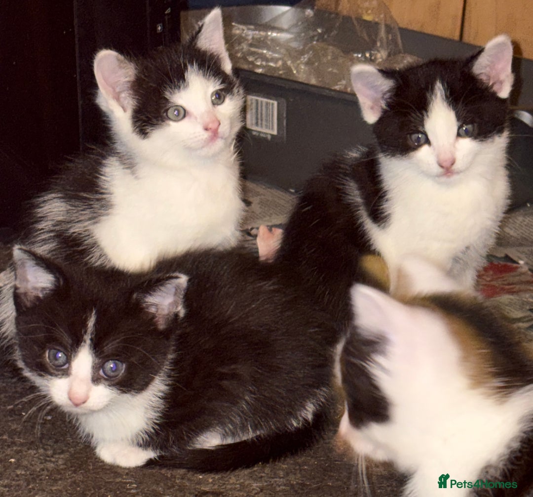 Mixed Breed cats for sale: Mixed kittens  - Image 33