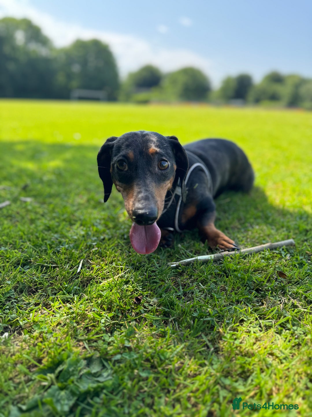 Miniature Dachshund dogs for sale: READY NOW !! mini dachshund pups  - Image 7