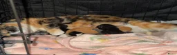 Domestic Shorthair cats for sale: Beautiful Kittens READY NOW - Advert 15