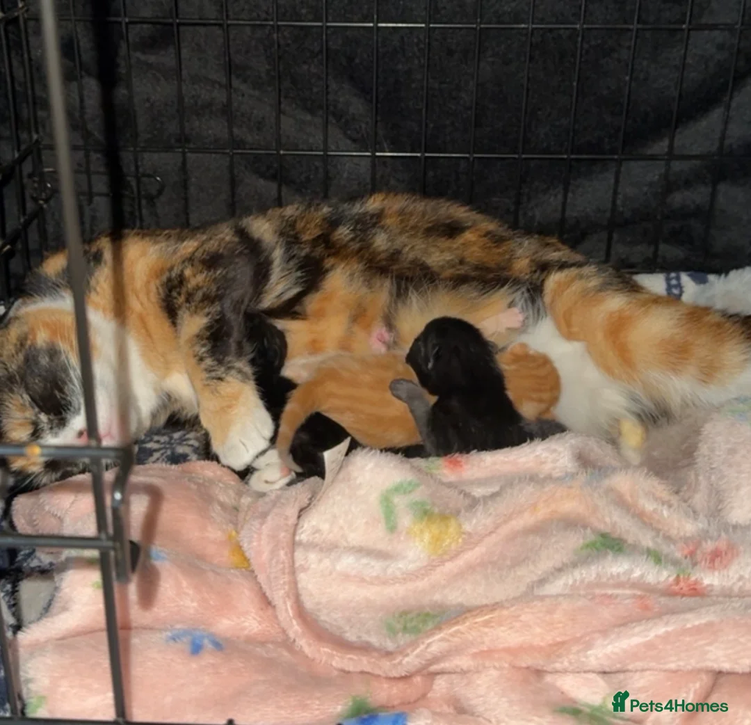 Domestic Shorthair cats for sale: Beautiful Kittens READY NOW - Advert 15