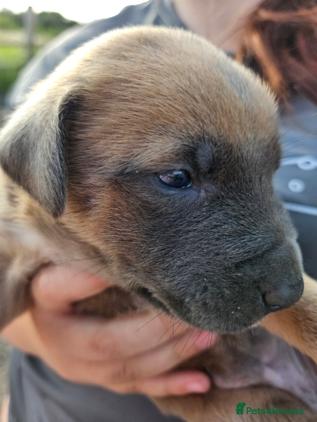 Mixed Breed dogs for sale: Belgian malinois/ border collie  - Image 3