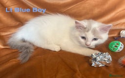 Ragdoll cats for sale: Adorable pure Ragdoll kittens boys and girls - Image 22