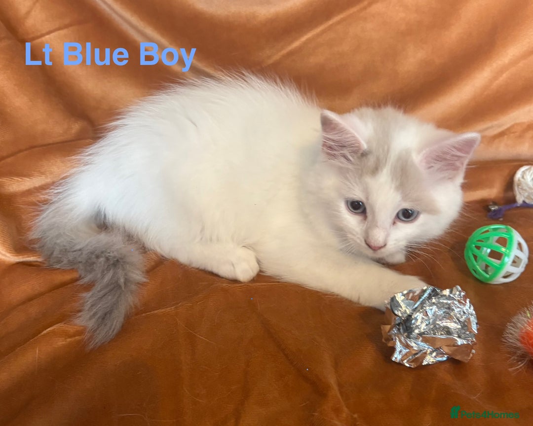 Ragdoll cats for sale: Adorable pure Ragdoll kittens boys and girls - Image 22