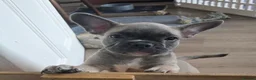 Frug dogs for sale:  Stunning Frug puppies  - Advert 23
