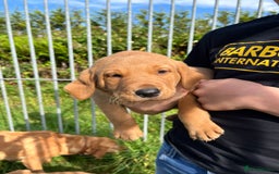 Labrador Retriever dogs for sale: 💛💛 Excellent Labrador Pups 💛💛 - Image 18
