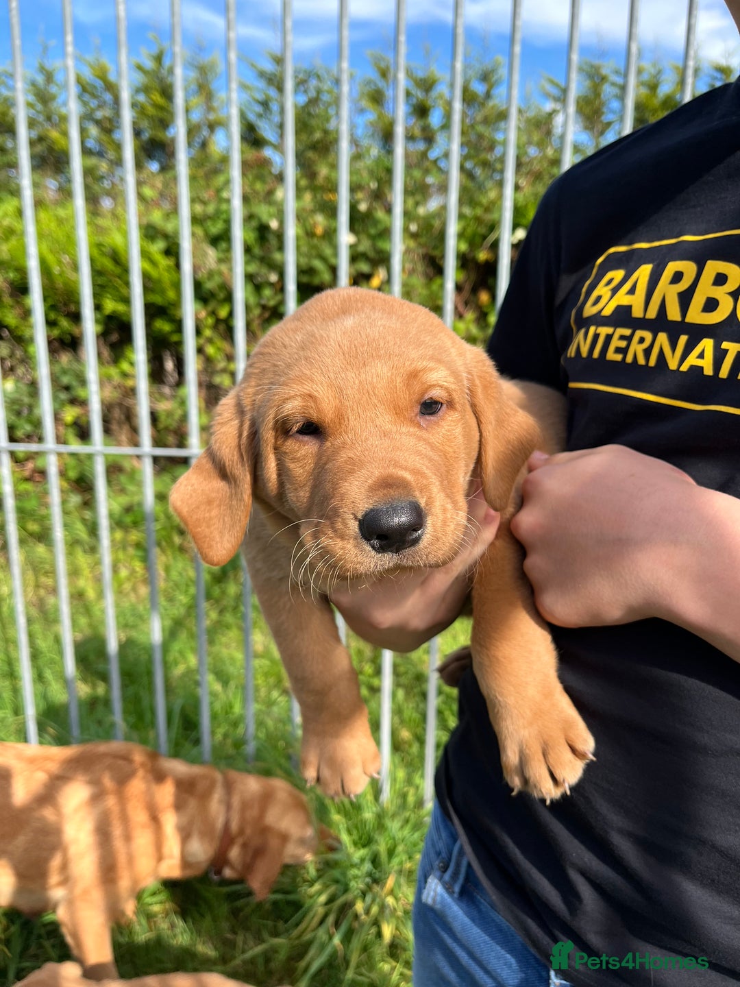 Labrador Retriever dogs for sale: 💛💛 Excellent Labrador Pups 💛💛 - Image 18