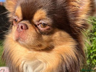 Chihuahua dogs Russian blood, Russian import stud in Potters Bar - Advert 21