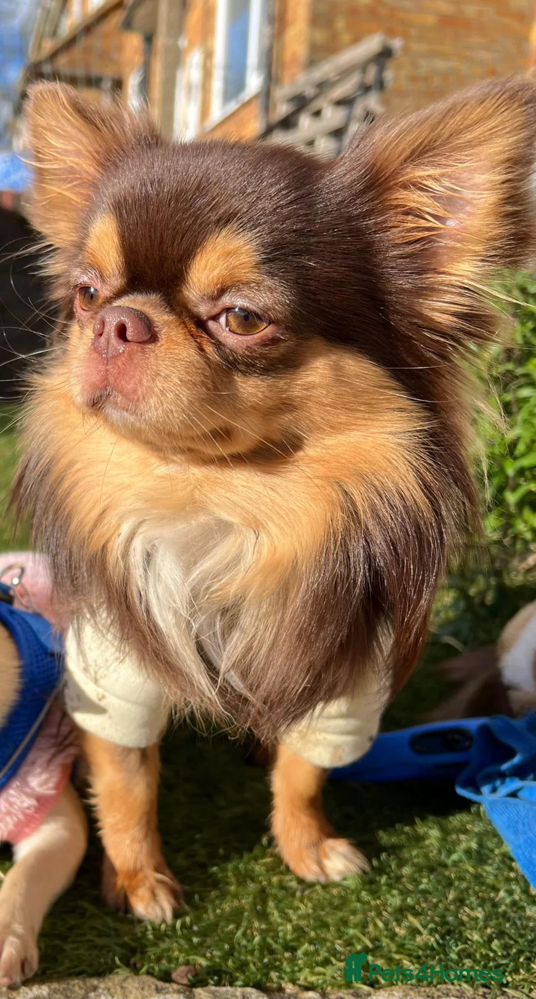 Chihuahua dogs for stud: Russian blood, Russian import stud in Potters Bar - Advert 1