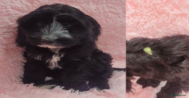 Cockapoo dogs in Mansfield - Advert 15