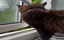 British Shorthair cats for sale: Chocolate British shorthair  - Image 2