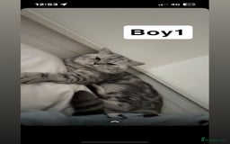 British Shorthair cats for sale: Beautiful British short haired males  - Image 2