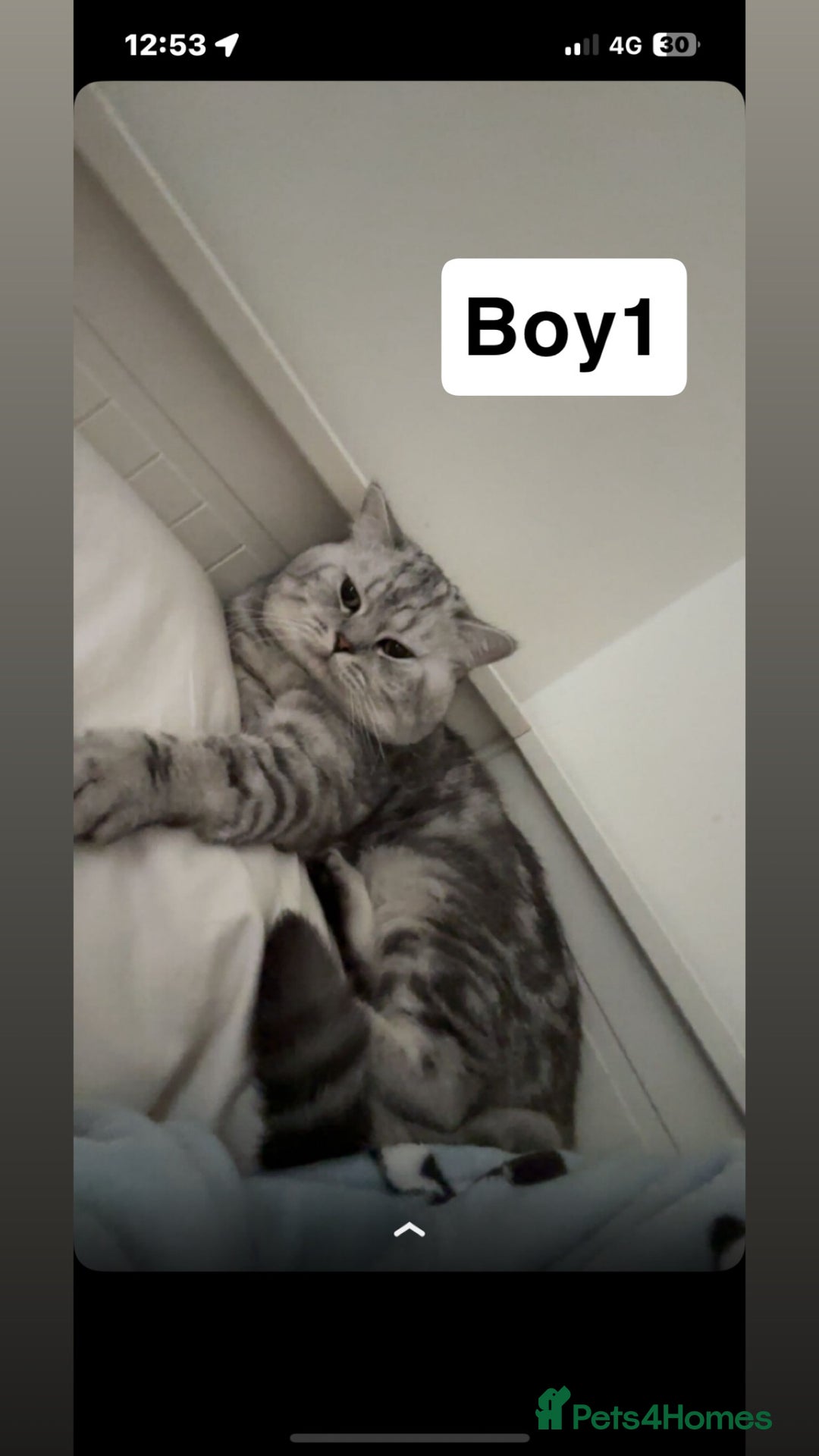 British Shorthair cats for sale: Beautiful British short haired males  - Image 2
