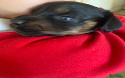 Miniature Dachshund dogs for sale: Beautiful miniature dachshunds  - Image 8