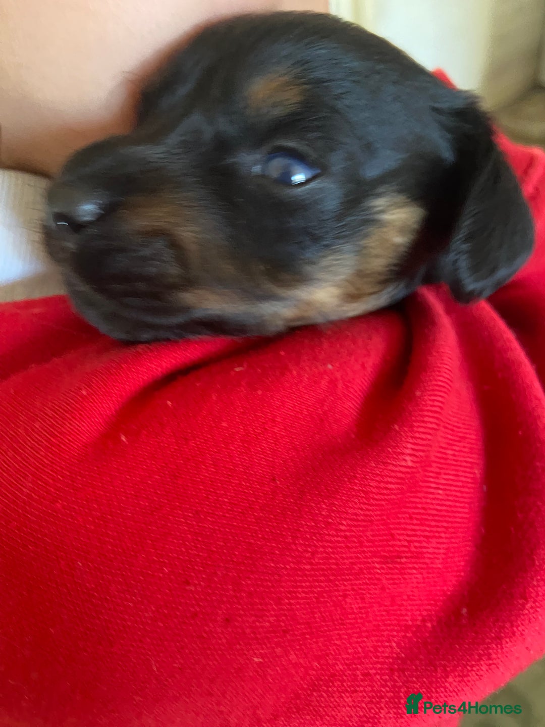 Miniature Dachshund dogs for sale: Beautiful miniature dachshunds  - Image 8