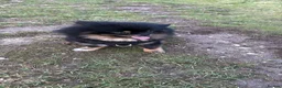 Pomeranian dogs for stud: KC Registered Black & Tan Male 2.3kg in Brighton - Advert 5