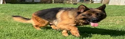 German Shepherd dogs for sale: Retired Bitch Looking For Loving Home - Advert 6