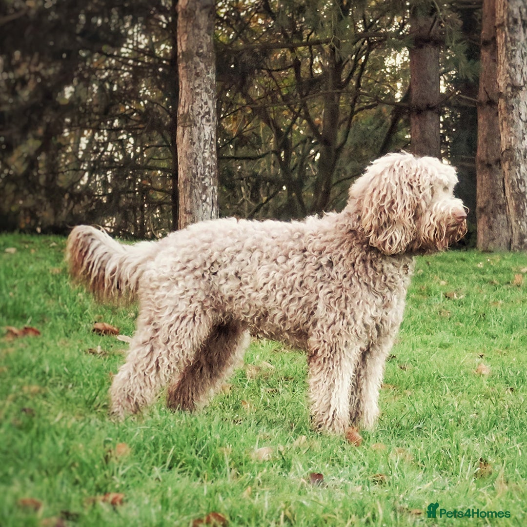 Labradoodle dogs for sale: F4b Standard Labradoodles (Fully Health Tested) - Image 5