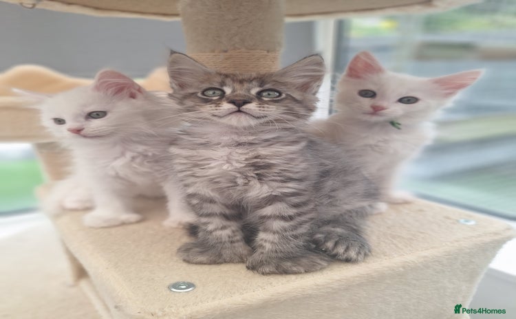 Maine Coon cats - Advert 9