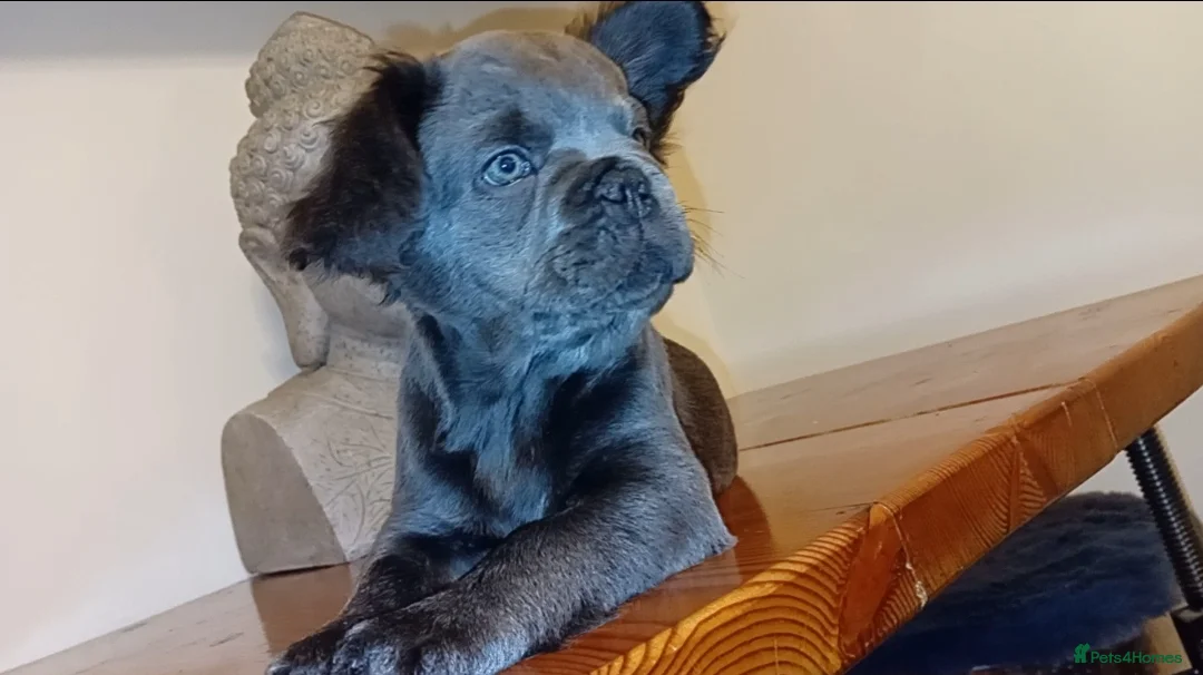 French Bulldog dogs for stud: SOLID LILAC FULL FLUFFY FRENCH BULLDOG - Advert 7